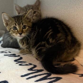 Paul McCartney -  Domestic Short Hair Cat for Adoption in Pittsburgh, Pennsylvania - Paul McCartney | PetCurious