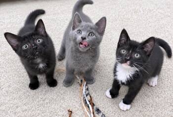 Story, Fable and Charming -  American Shorthair Cat for Adoption in Philadelphia, Pennsylvania - Story, Fable And Charming | PetCurious