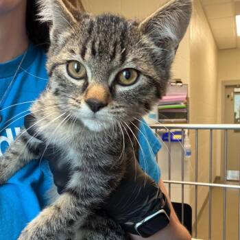 Domestic Short Hair Cats Available for Adoption in Council Bluffs, Iowa - Navi | PetCurious