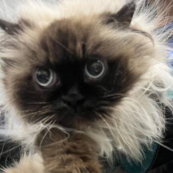 Domestic Long Hair Cats Available for Adoption - Coco | PetCurious