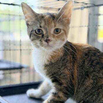 Domestic Short Hair Cats Available for Adoption in Huntington, West Virginia - Rhonda | PetCurious