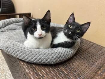 Domestic Short Hair Cats Available for Adoption in Chicago, Illinois - Berlioz & Duchess | PetCurious