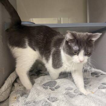 Sage -  Domestic Short Hair Cat for Adoption in Colorado Springs, Colorado - Sage | PetCurious
