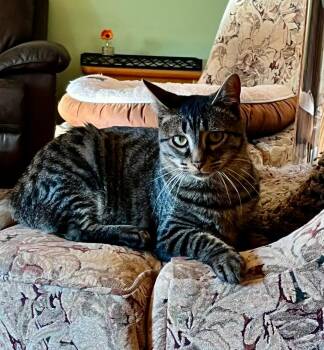 Rescue Domestic Short Hair Cats for Adoption in Mokena, Illinois - Manatee | PetCurious