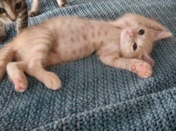 Sahara -  Tabby Cat for Adoption in Newberg, Oregon - Sahara | PetCurious