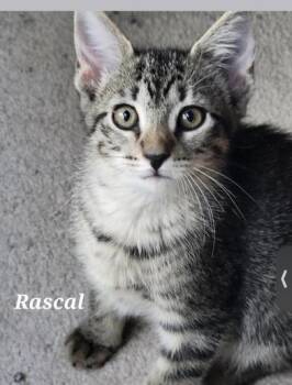 Rory -  Domestic Short Hair Cat for Adoption in Liverpool, Texas - Rory | PetCurious