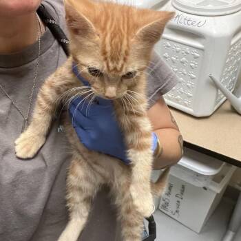 06/15/2026-Stray-BradleyPark-1 -  Domestic Short Hair Cat for Adoption in Columbus, Georgia - 06/15/2026-Stray-BradleyPark-1 | PetCurious