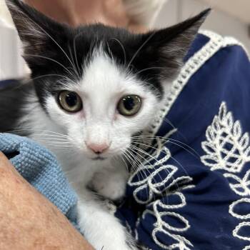 Domestic Short Hair Cats Available for Adoption in Leander, Texas - Oreo | PetCurious