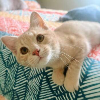 Domestic Short Hair Cats Available for Adoption - Finn | PetCurious