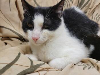 Rescue Domestic Short Hair Cats for Adoption in Lorain, Ohio - Calvin | PetCurious