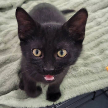 Rescue Domestic Short Hair Cats for Adoption in Granby, Missouri - Kirby AKA AA 60 | PetCurious