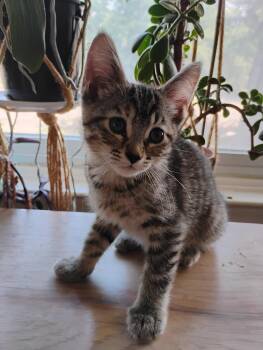 Soleil -  Domestic Short Hair Cat for Adoption in Oak Park, Michigan - Soleil | PetCurious