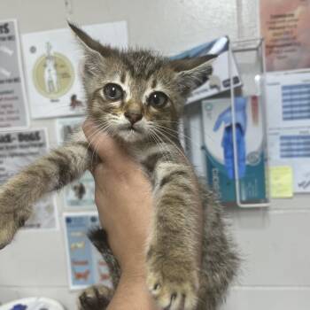 Topper -  Domestic Short Hair Cat for Adoption in Birmingham, Alabama - Topper | PetCurious