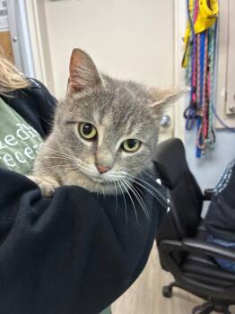 Domestic Short Hair Cats Available for Adoption in Marion, Ohio - Pebbles | PetCurious