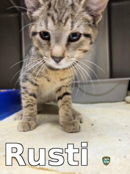 Rusti -  Domestic Short Hair Cat for Adoption in Rocky Mount, North Carolina - Rusti | PetCurious