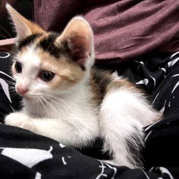 Cali -  Domestic Short Hair Cat for Adoption in Okmulgee, Oklahoma - Cali | PetCurious