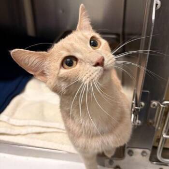 American Shorthair Cats Available for Adoption - Sparkle Pants | PetCurious