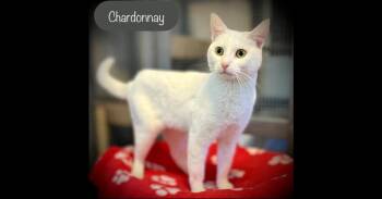 Chardonnay -  Domestic Short Hair Cat for Adoption in Chalfont, Pennsylvania - Chardonnay | PetCurious