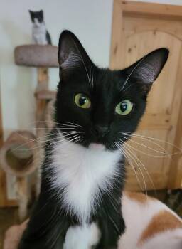 Rescue Domestic Short Hair Cats for Adoption in Ellijay, Georgia - Marlo | PetCurious