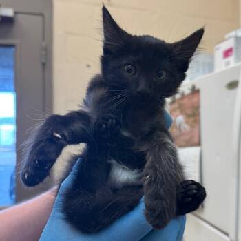 Tinker -  Domestic Short Hair Cat for Adoption in Birmingham, Alabama - Tinker | PetCurious