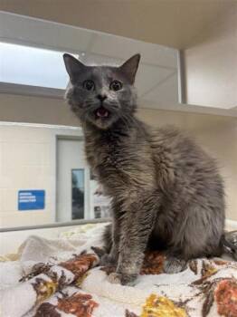 Rescue Domestic Short Hair Cats for Adoption in Hutchinson, Kansas - Hope | PetCurious