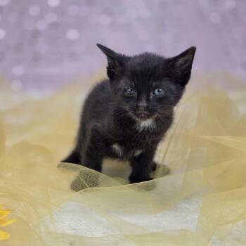 Beck-C -  Domestic Short Hair Cat Available for Adoption in East St. Louis, Illinois - Beck-C | PetCurious