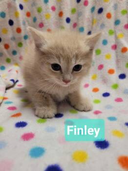 Finley -  Domestic Short Hair Cat for Adoption in Richmond, Indiana - Finley | PetCurious
