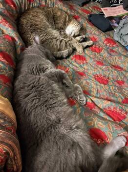 Domestic Short Hair Cats Available for Adoption - Chiktu | PetCurious