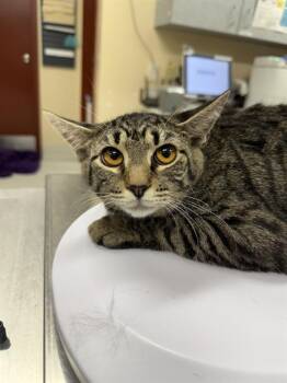 FIONA -  Domestic Short Hair Cat for Adoption in Aliquippa, Pennsylvania - FIONA | PetCurious