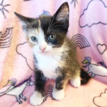 Duchess Flufferton -  Domestic Short Hair Cat for Adoption in Mt. Juliet, Tennessee - Duchess Flufferton | PetCurious