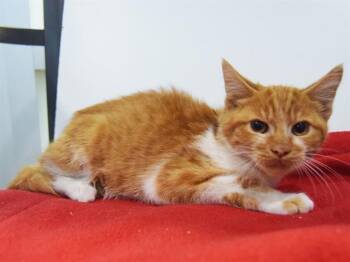 Rescue Domestic Short Hair Cats for Adoption in Sacramento, California - OSCAR | PetCurious