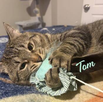 Tabby and Domestic Short Hair Cats Available for Adoption - Tom #meowy-wowwy | PetCurious