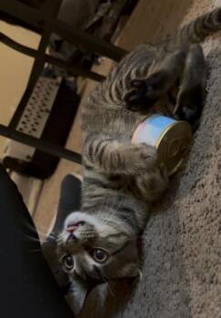 Beny-Dryl -  Tabby and Domestic Short Hair Cat for Adoption in Dallas, Texas - Beny-Dryl | PetCurious
