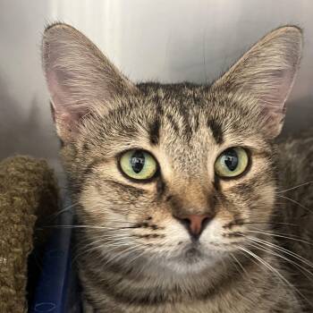 Rescue Domestic Short Hair Cats for Adoption in Huntsville, Alabama - Granny Smith | PetCurious