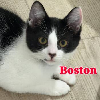 Boston Silverman -  Domestic Short Hair Cat for Adoption in Eagle Mountain, Utah - Boston Silverman | PetCurious