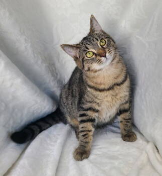 Rescue Domestic Short Hair Cats for Adoption in Lake City, Michigan - 6763 (Baker) | PetCurious