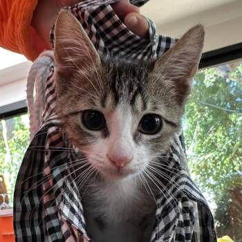Sunfyre -  Domestic Short Hair Cat for Adoption in Redwood City, California - Sunfyre | PetCurious