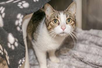 Domestic Short Hair Cats Available for Adoption in Charlotte, North Carolina - HEAVEN | PetCurious