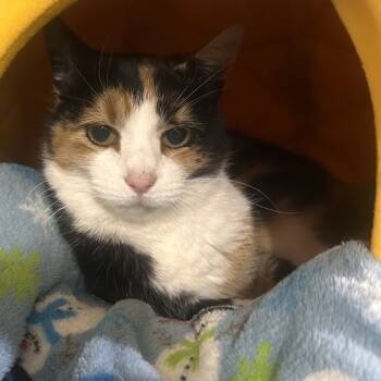 Rescue Domestic Short Hair Cats for Adoption in Rochester, Minnesota - KayKay | PetCurious