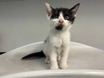 LANA LOUD -  Domestic Short Hair Cat for Adoption in Antioch, California - LANA LOUD | PetCurious