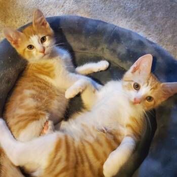 Rescue Domestic Short Hair Cats for Adoption in Silver Spring, Maryland - Salvador & Pablo | PetCurious