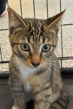 JAGGER -  Domestic Short Hair Cat for Adoption in Palmetto, Florida - JAGGER | PetCurious