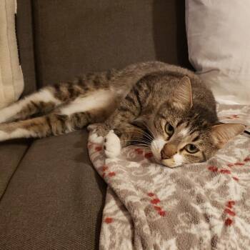Cactus -  Domestic Short Hair Cat for Adoption in Las Vegas, Nevada - Cactus | PetCurious