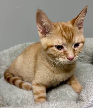 Rescue Domestic Short Hair Cats for Adoption in Waynesville, Missouri - Paul | PetCurious