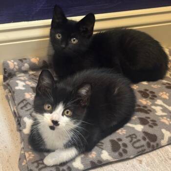 William -  Domestic Short Hair Cat for Adoption in Columbia, Missouri - William | PetCurious