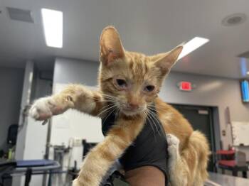 A1927692 -  Domestic Short Hair Cat for Adoption in Thousand Palms, California - A1927692 | PetCurious