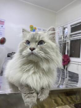 Maisie - Gentle, Playful Cat -  Ragdoll Cat for Adoption in Toronto, Ontario - Maisie - Gentle, Playful Cat | PetCurious