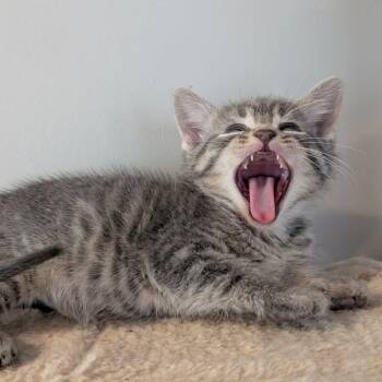 Parmesan -  Domestic Short Hair Cat for Adoption in Plainfield, Illinois - Parmesan | PetCurious