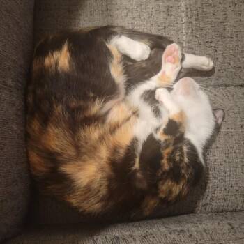 Domestic Short Hair Cats Available for Adoption - Roxy 2 | PetCurious