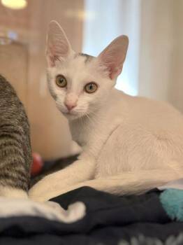 JUNO -  Domestic Short Hair Cat for Adoption in Fernandina Beach, Florida - JUNO | PetCurious